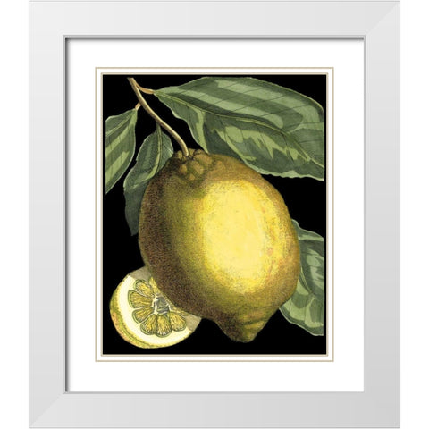 Fragrant Citrus II White Modern Wood Framed Art Print with Double Matting by Volckamer, Johann C.