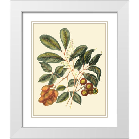 Foliage Flowers And Fruit I White Modern Wood Framed Art Print with Double Matting by Vision Studio