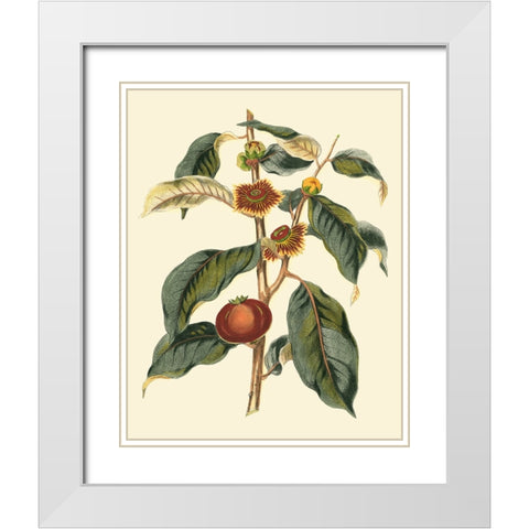Foliage Flowers And Fruit II White Modern Wood Framed Art Print with Double Matting by Vision Studio