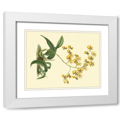 Antique Orchid Study I White Modern Wood Framed Art Print with Double Matting by Edwards, Sydenham