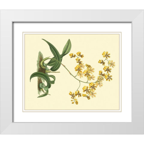 Antique Orchid Study I White Modern Wood Framed Art Print with Double Matting by Edwards, Sydenham