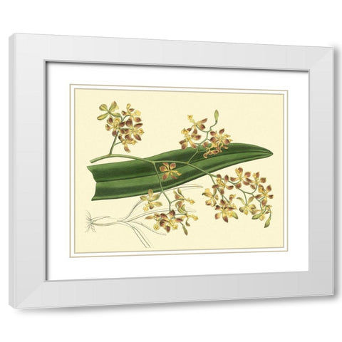 Antique Orchid Study II White Modern Wood Framed Art Print with Double Matting by Edwards, Sydenham