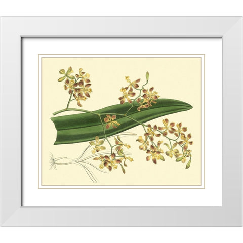 Antique Orchid Study II White Modern Wood Framed Art Print with Double Matting by Edwards, Sydenham