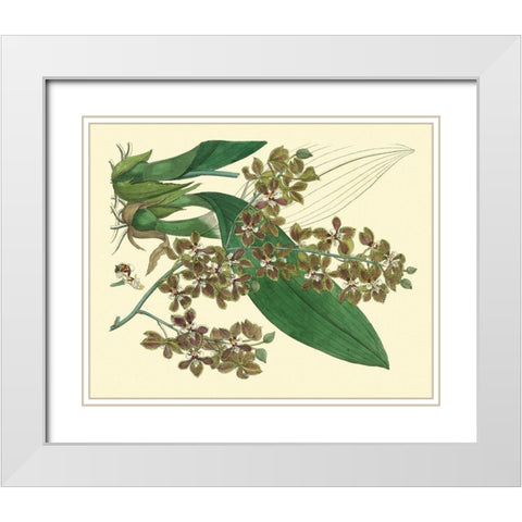 Antique Orchid Study III  White Modern Wood Framed Art Print with Double Matting by Edwards, Sydenham