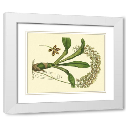 Antique Orchid Study IV White Modern Wood Framed Art Print with Double Matting by Edwards, Sydenham