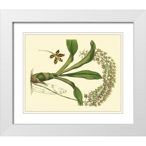 Antique Orchid Study IV White Modern Wood Framed Art Print with Double Matting by Edwards, Sydenham