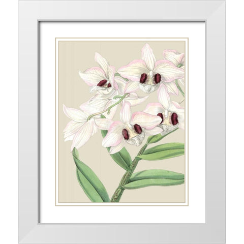 Orchid Blooms II  White Modern Wood Framed Art Print with Double Matting by Vision Studio