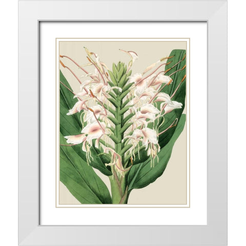 Orchid Blooms IV White Modern Wood Framed Art Print with Double Matting by Vision Studio