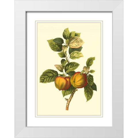 Bessa Apple White Modern Wood Framed Art Print with Double Matting by Bessa