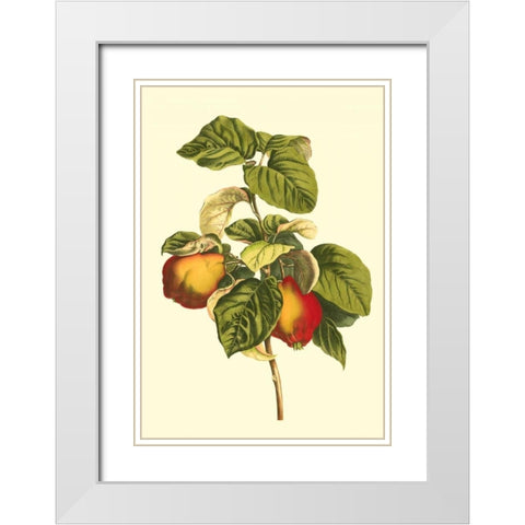 Bessa Pear White Modern Wood Framed Art Print with Double Matting by Bessa