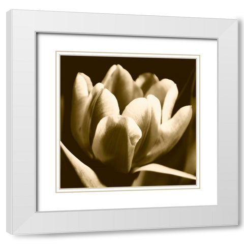 Sepia Tulip I White Modern Wood Framed Art Print with Double Matting by Stramel, Renee W.