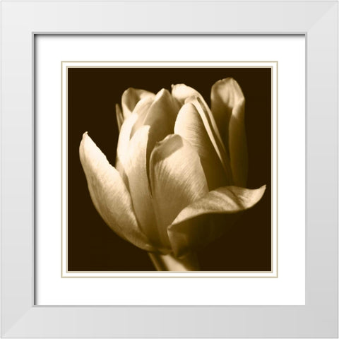 Sepia Tulip II White Modern Wood Framed Art Print with Double Matting by Stramel, Renee W.