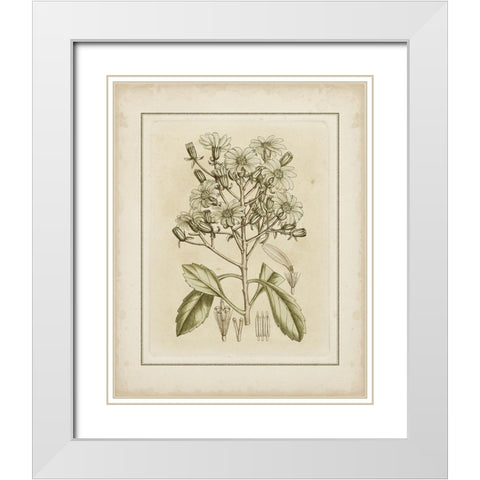 Tinted Botanical I White Modern Wood Framed Art Print with Double Matting by Curtis