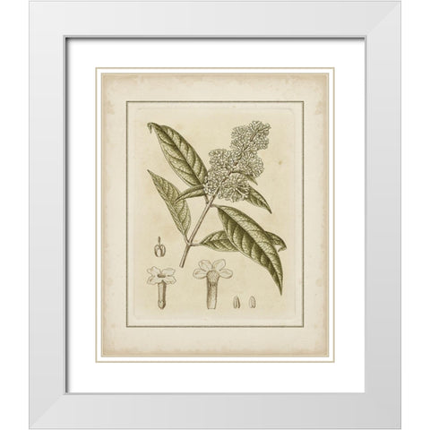 Tinted Botanical II White Modern Wood Framed Art Print with Double Matting by Curtis