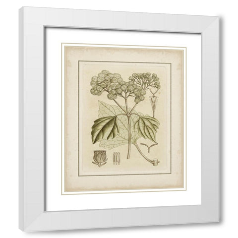 Tinted Botanical IV  White Modern Wood Framed Art Print with Double Matting by Curtis