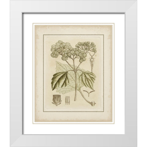 Tinted Botanical IV  White Modern Wood Framed Art Print with Double Matting by Curtis