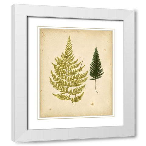 Cottage Ferns I White Modern Wood Framed Art Print with Double Matting by Lowe