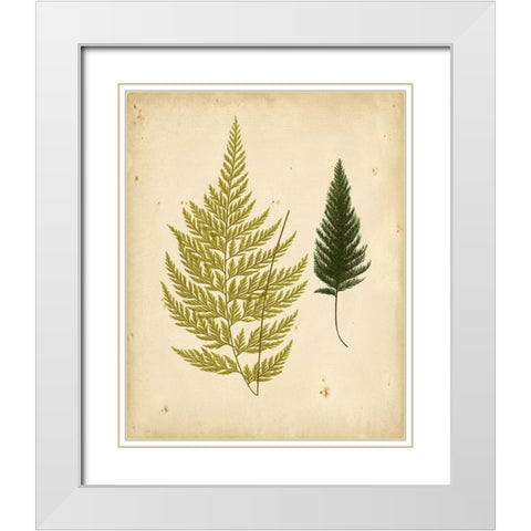 Cottage Ferns I White Modern Wood Framed Art Print with Double Matting by Lowe