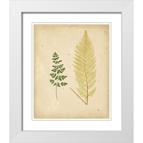Cottage Ferns IV White Modern Wood Framed Art Print with Double Matting by Lowe