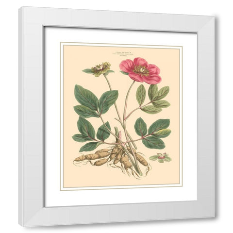 Blushing Pink Florals I White Modern Wood Framed Art Print with Double Matting by Miller, John