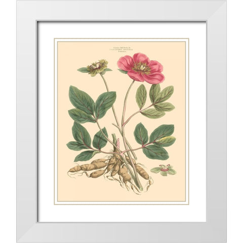 Blushing Pink Florals I White Modern Wood Framed Art Print with Double Matting by Miller, John