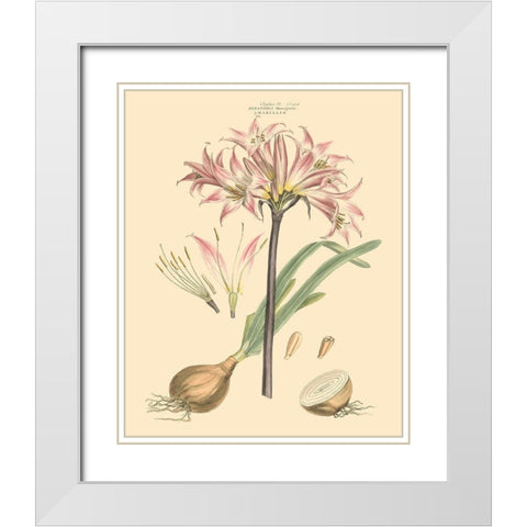 Blushing Pink Florals II White Modern Wood Framed Art Print with Double Matting by Miller, John