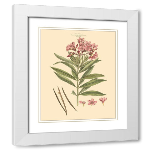 Blushing Pink Florals III White Modern Wood Framed Art Print with Double Matting by Miller, John