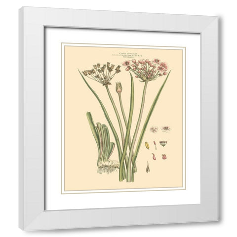 Blushing Pink Florals VIII White Modern Wood Framed Art Print with Double Matting by Miller, John