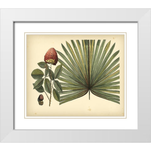 Antique Brazilian Palm White Modern Wood Framed Art Print with Double Matting by Sloane, Sir Hans