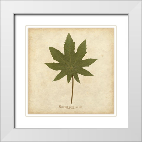 Castor Bean White Modern Wood Framed Art Print with Double Matting by Davis, Becky