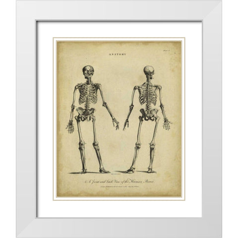 Anatomy Study I White Modern Wood Framed Art Print with Double Matting by Wilkes