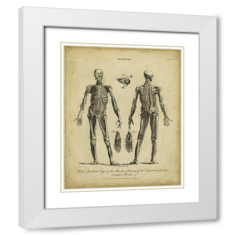 Anatomy Study II White Modern Wood Framed Art Print with Double Matting by Wilkes