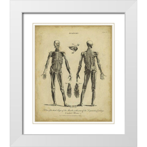 Anatomy Study II White Modern Wood Framed Art Print with Double Matting by Wilkes