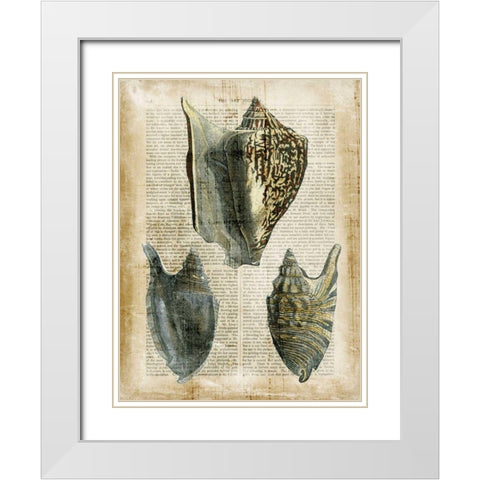 Antiquarian Seashells I White Modern Wood Framed Art Print with Double Matting by Vision Studio
