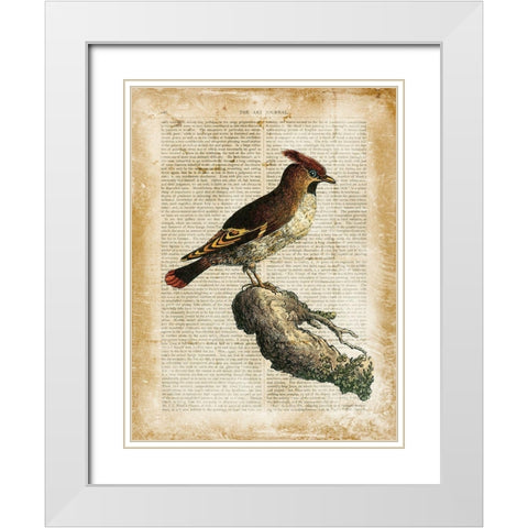 Antiquarian Birds III White Modern Wood Framed Art Print with Double Matting by Vision Studio