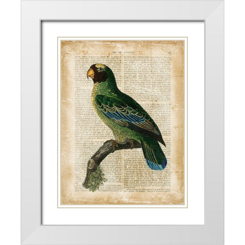 Antiquarian Birds VI White Modern Wood Framed Art Print with Double Matting by Vision Studio