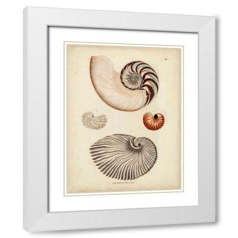 Antique Nautilus II White Modern Wood Framed Art Print with Double Matting by Knorr