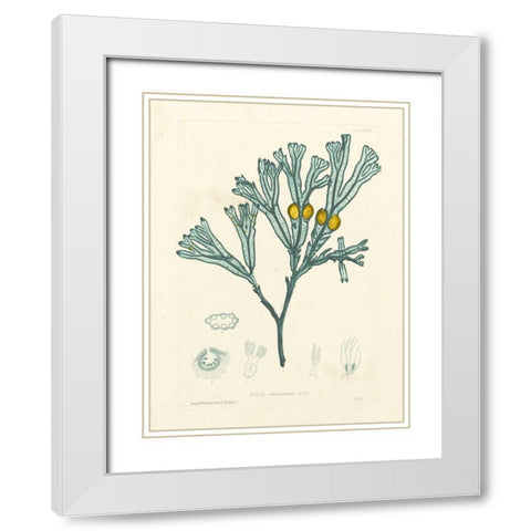 Luminous Seaweed II White Modern Wood Framed Art Print with Double Matting by Bradbury, Henry