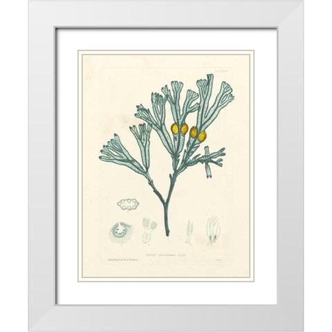 Luminous Seaweed II White Modern Wood Framed Art Print with Double Matting by Bradbury, Henry