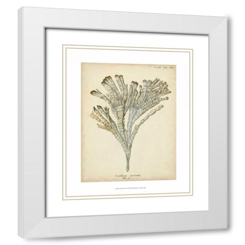 Coral Collection I White Modern Wood Framed Art Print with Double Matting by Esper, Johann