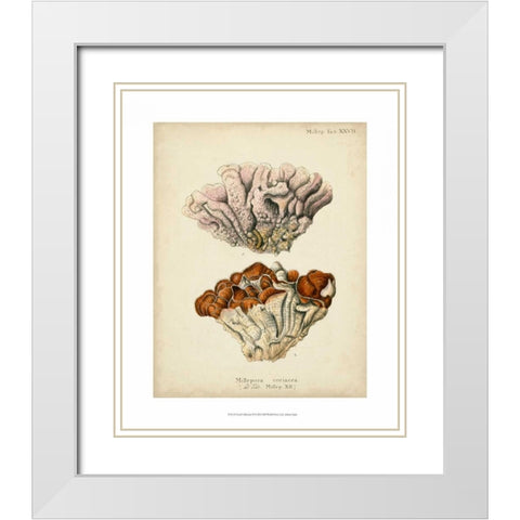 Coral Collection II White Modern Wood Framed Art Print with Double Matting by Esper, Johann