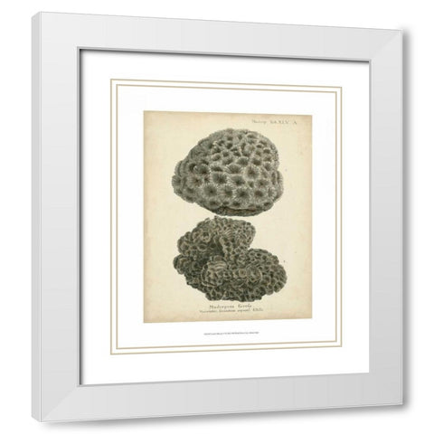 Coral Collection V White Modern Wood Framed Art Print with Double Matting by Esper, Johann