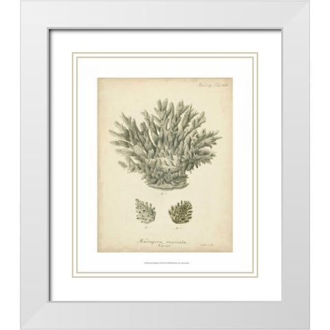 Coral Collection VII White Modern Wood Framed Art Print with Double Matting by Esper, Johann