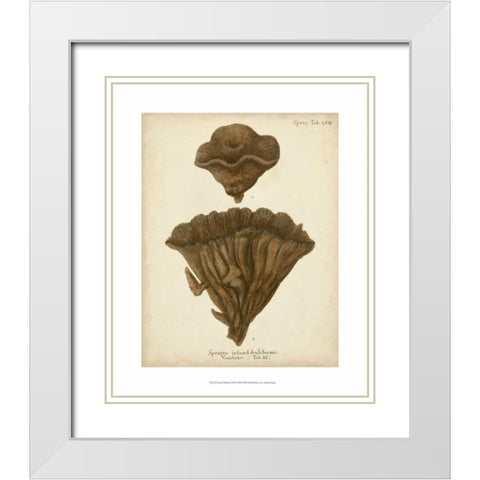 Coral Collection VIII White Modern Wood Framed Art Print with Double Matting by Esper, Johann