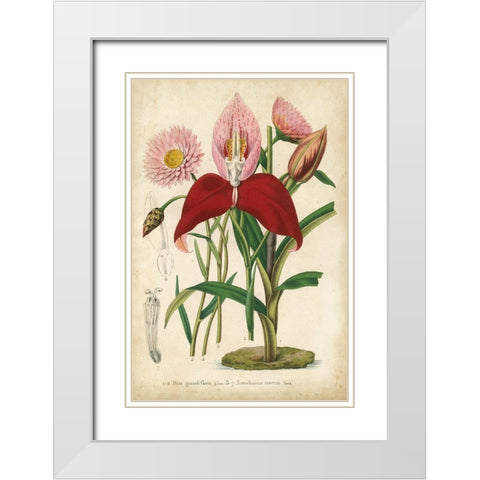 Summer Medley V White Modern Wood Framed Art Print with Double Matting by Severeyns