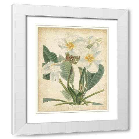 Tropical Floral II White Modern Wood Framed Art Print with Double Matting by Edmonston and Douglas