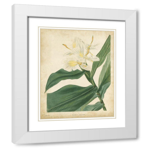 Tropical Floral IV White Modern Wood Framed Art Print with Double Matting by Edmonston and Douglas