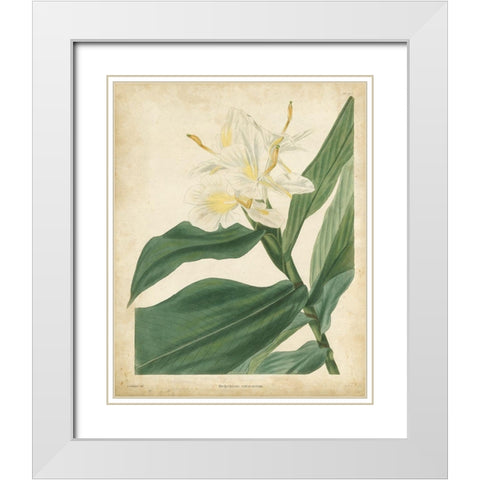 Tropical Floral IV White Modern Wood Framed Art Print with Double Matting by Edmonston and Douglas
