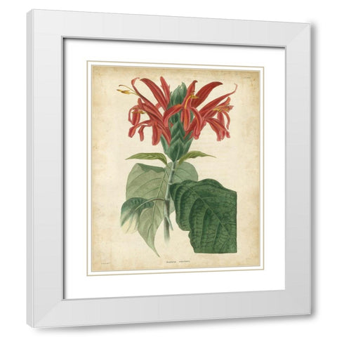 Tropical Floral V White Modern Wood Framed Art Print with Double Matting by Edmonston and Douglas