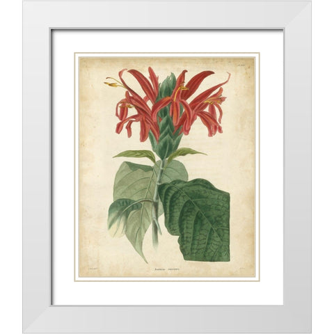 Tropical Floral V White Modern Wood Framed Art Print with Double Matting by Edmonston and Douglas